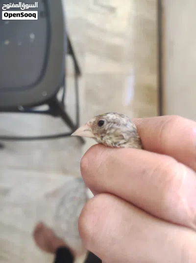 فرخ جغل دكر لبيسمع وبيكسب 3