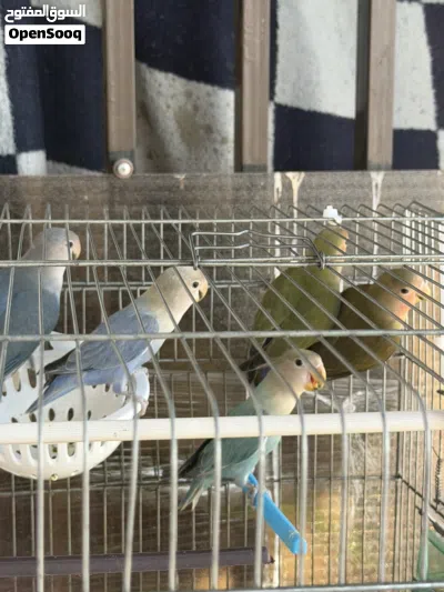 طيور روز حبات قلم صحة ونظافة 2