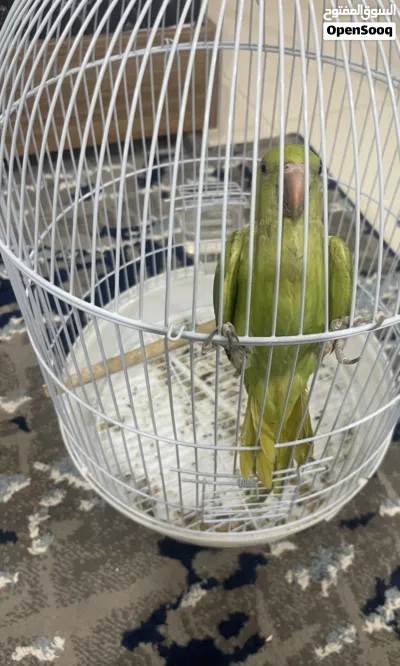 ببغاء دره هنديه للبيع 3