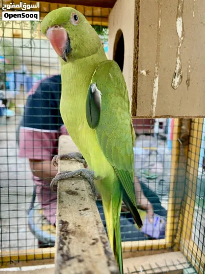 Indian Ringneck parrot 3
