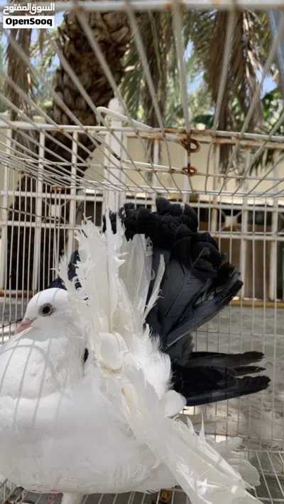 زوج حمام شمسي للبيع 2