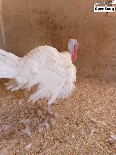 جوز حبش هولندي ابيض الحجم الجامبو شغالات والفرخة راقده تحتها 13 بيضة 4