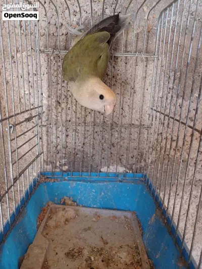 انثي روز للبيع 2