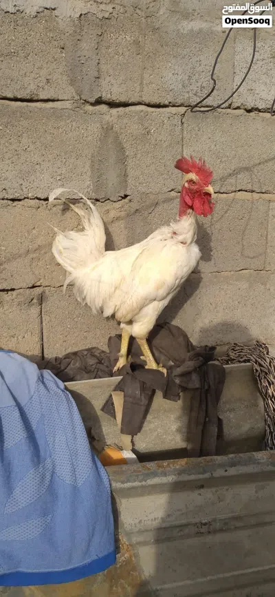 متاح دجاجه سوده طلك سيافي وديج أبيض سيافي مرتب 3