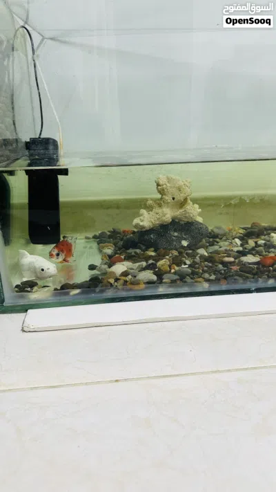 Fish tank with gravels and live fishes 2