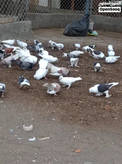 بيع حمام الزينه المميز الطير الواحد بريال ايضاً أرنب ذكر منتج 4 ريال 4