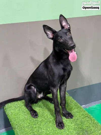 Dutch shepherd male dog 6 month old كلب دوتش شيبرد دوتج شيبرد ذكر 3