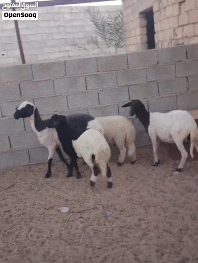 بسم الله ما شاء الله زوج حوليات والدات حولي وحوليه تحت منهن حولي وحوليه رويانات من الحليب 2