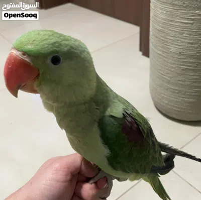 للبيع بغبغاء نيبالي 3