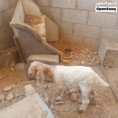 وصخال بصلاة على النبي 4