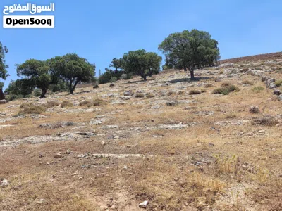 ارض 1173 متر صروت حوض البلد على شارعين مطله ومرتفعه فيها أشجار بلوط جميلة المنظر . 3