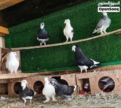 فرصة ولا أروع .. حمام شيرازي وبسعر خيالي 3