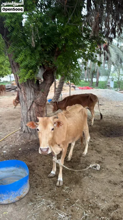 حلال لتربيه 2