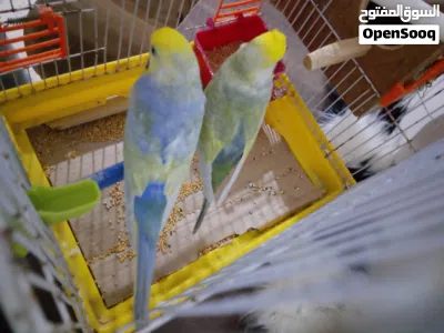 كوبيه بقلينو رينبو 2