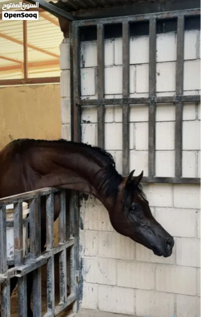 خيل-الحيوانات 4