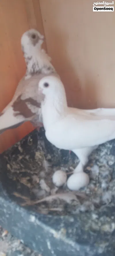 2كوبيات زاجل و مصري 2