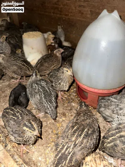 موجود فر سمان 4