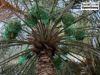 طناء نخيل نوع خلاص 4