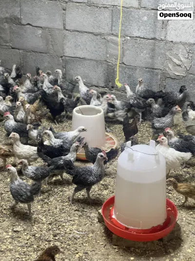 دجاج محلى وفيومى 4