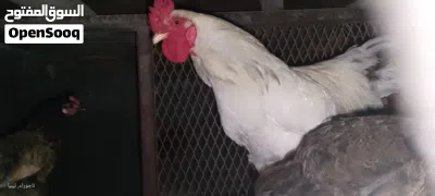 فروج براهما هجين عمرة سنه 4