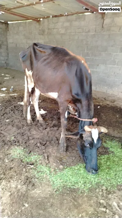 بقره نمساوي عشار 2