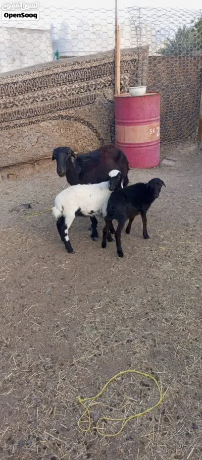 جاعده اللبيع 4