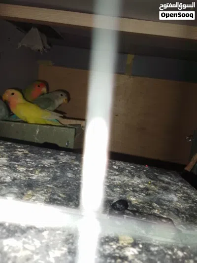 جوز روز للبيع 3