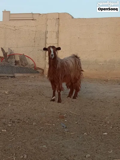شاة حلال بني سعيد فول سمنه ما شاءالله خالي من كل العذاريب 3