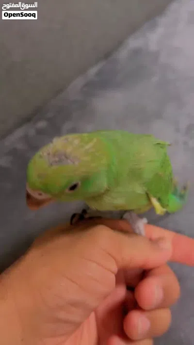 بغبغاء أليف وهادئ ، يأكل بنفسه 3