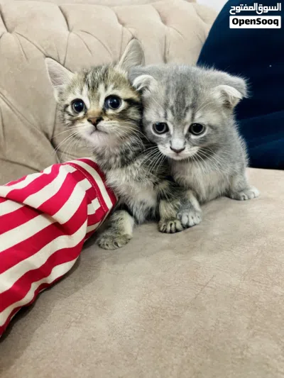 Scottish Persian kittens 2 months for sale 2