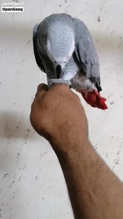 ببغاء كاسكو مزرعة حجل فضي متكلم بحدود 30كلمه 4