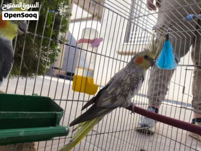 جوز كوكتين تبارك الرحمن 2