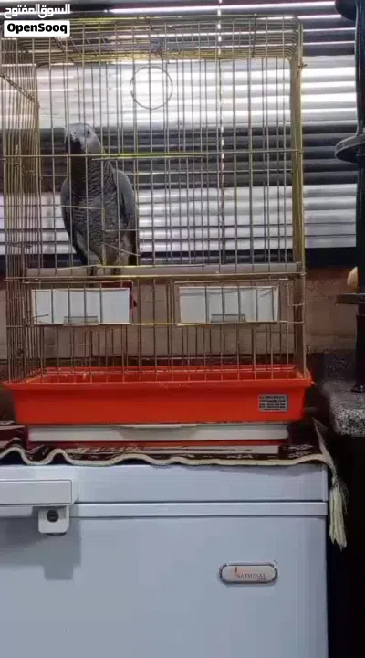 كاسكو متكلم بحكي أكثر من خمسين كلمه 3