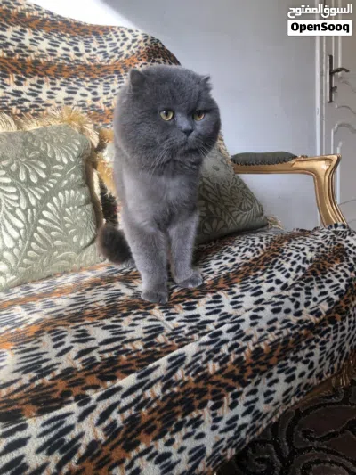 ذكر بريتش بلو شورت هير للتزاوج 2