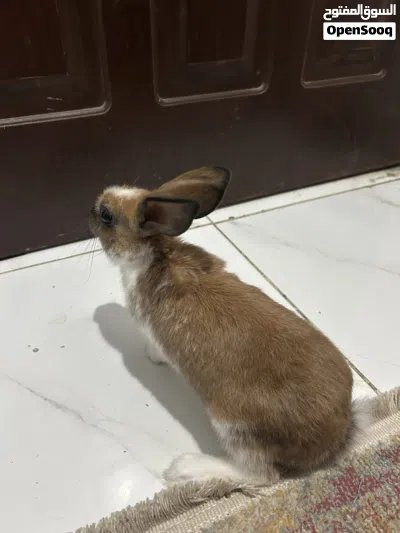 أرنب للبيع 3