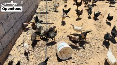 دجاج عربي للبيع 4