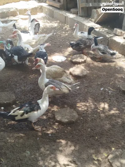 بط مصري منتج للبيع ...اقرا التفاصيل.. 2