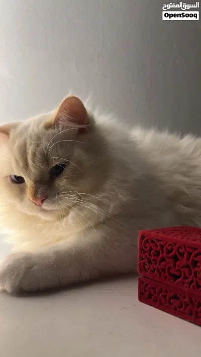 للبيع قط هملايا ( ذكر ) 2