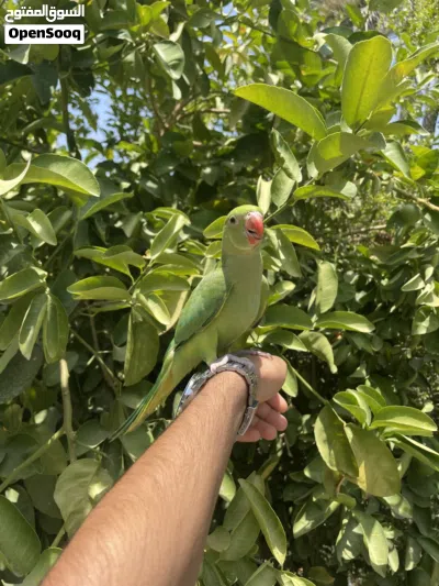 ببغاء دره اليفه 2
