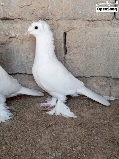 زوج حمام دمكش نثيه وفحل 4