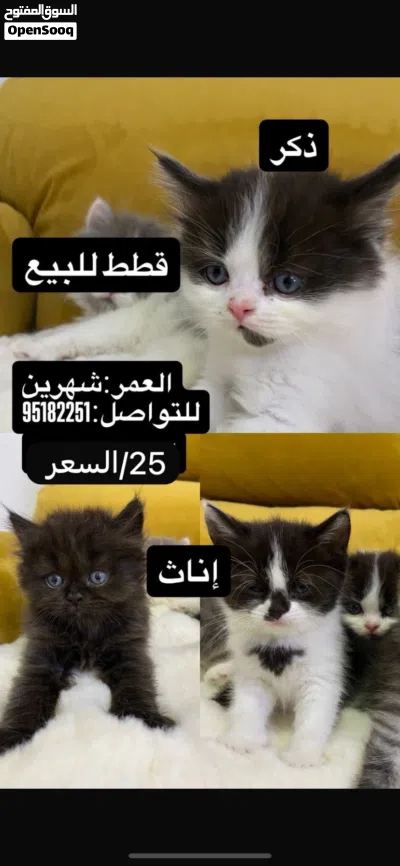 قطط صغيرة للبيع � 2