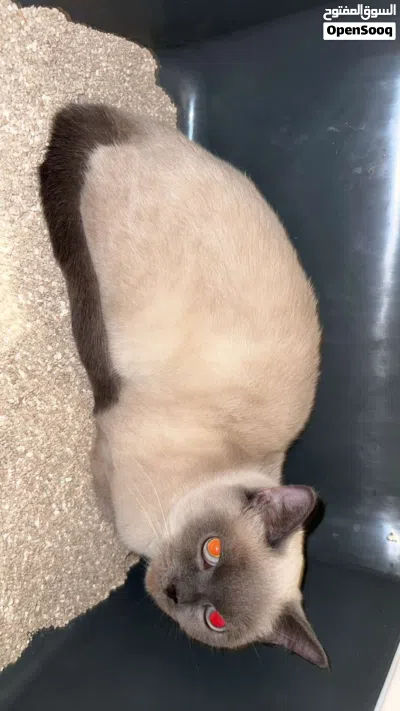 قطوه بريتيش شورت هير بلو بوينت 2