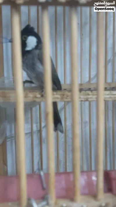 بلبل نثية اليفة 2
