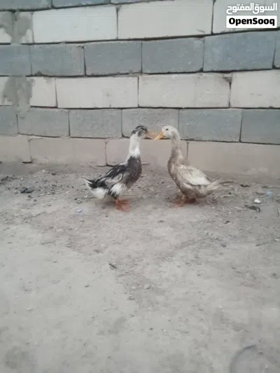 متاح بشوش فحل ونثيه للبيع بسعر مناسب صحه خير من الله المو شراي لايراسل 3