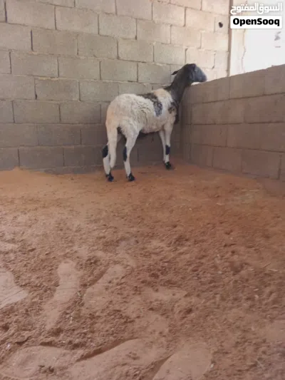 نعجة عشرة .... 2