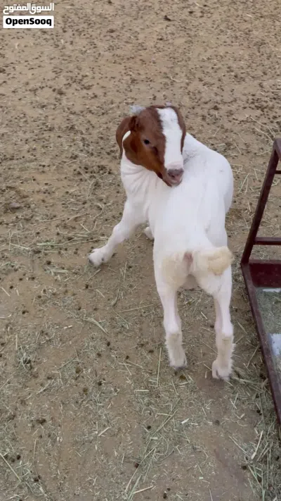 طقم تيس وسخله بورقوت 4