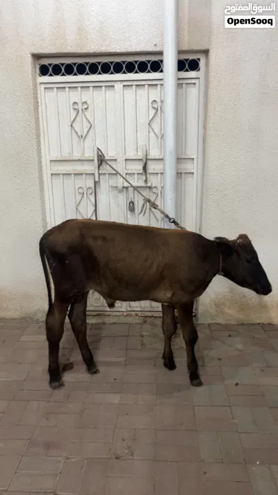 عجل العمر سنه وشهر 2