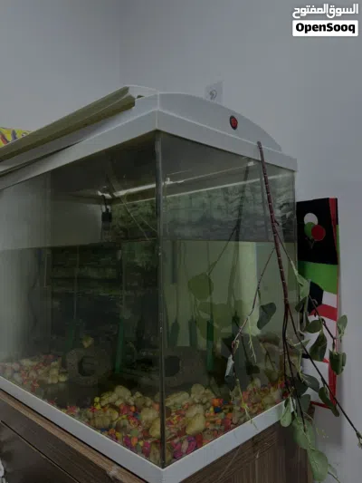 Fish Aquarium 2