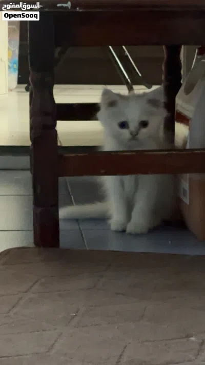 Adorable Male white Persian kitten 3 months old very active and playful 2