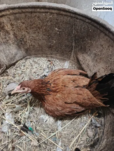 دجاجه عربيه كافه بدون بيض 3